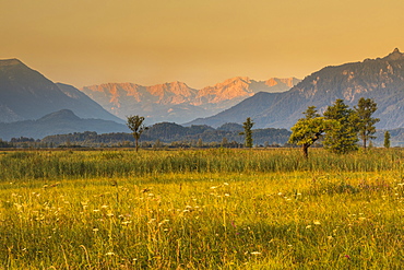 Murnau Moor, Murnauer Moos with Zugspitze and Wettersteingebirge Mountains at sunrise, Upper Bavaria, Bavaria, Germany, Europe