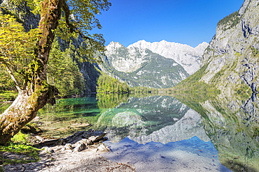 Watzmann Mountain reflecting in Lake Obersee, near lake Koenigssee, Berchtesgadener Land, Berchtesgaden National Park, Upper Bavaria, Bavaria, Germany, Europe