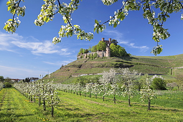 Ortenberg Castle in spring, Offenburg, Black Forest, Baden-Wurttemberg, Germany, Europe