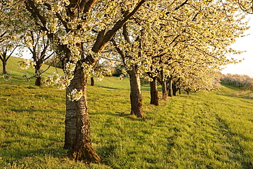 Cherry blossom in Obereggenen, Breisgau, Black Forest, Baden-Wuerttemberg, Germany, Europe