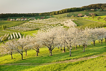 Cherry blossom in Obereggenen, Breisgau, Black Forest, Baden-Wurttemberg, Germany, Europe