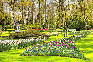 Keukenhof Gardens, Lisse, South Holland, Netherlands, Europe