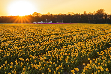 Field of tulips at sunset, South Holland, Netherlands, Europe