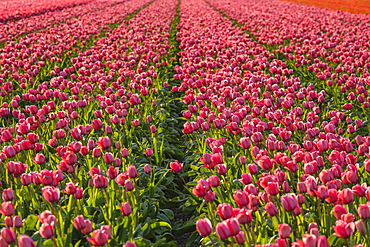 Field of tulips at sunset, South Holland, Netherlands, Europe