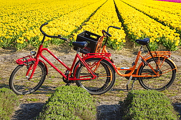 Traditional bicycles, field of tulips, South Holland, Netherlands, Europe