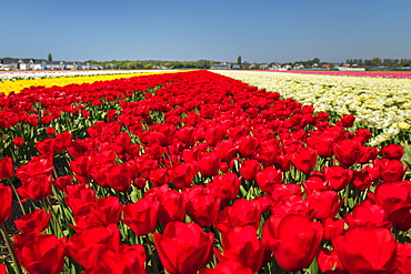 Field of tulips in spring, South Holland, Netherlands, Europe