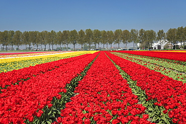 Field of tulips in spring, South Holland, Netherlands, Europe