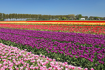 Field of tulips in spring, South Holland, Netherlands, Europe