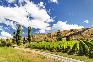 Vineyards at Lake Wanaka See in summer, Otago, South Island, New Zealand, Pacific