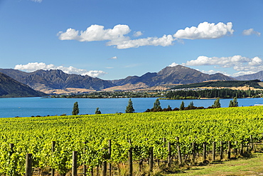 Vineyards at Lake Wanaka See in summer, Otago, South Island, New Zealand, Pacific