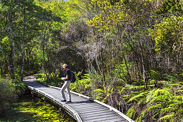 Hiking track to Te Waikoropupu Springs, Golden Bay, Tasman, South Island, New Zealand, Pacific