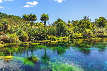 Te Waikoropupu Springs (Pupu Springs), Spring sacred to the Maoris, Golden Bay, Tasman, South Island, New Zealand, Pacific