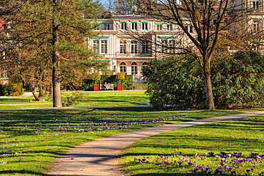 Crocus flowers at Lichtentaler Allee alley, Baden-Baden, Black Forest, Baden-Wurttemberg, Germany, Europe