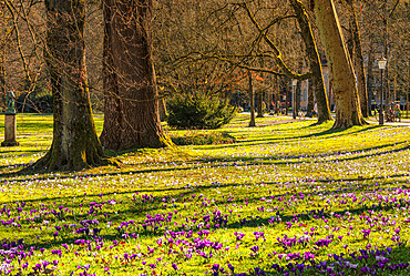 Crocus flowers blossom at Lichtentaler Allee alley, Baden-Baden, Black Forest, Baden-Wurttemberg, Germany, Europe