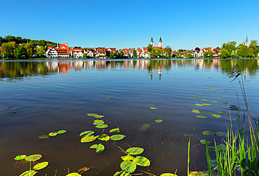 Town Lake with Colleagiate Church of St. Peter, Bad Waldsee, Upper Swabia, Baden-Wurttemberg, Germany, Europe