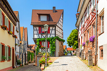 Half-timbered houses in the old town of Gengenbach, Kinzigtal Valley, Black Forest, Baden-Wurttemberg, Germany, Europe