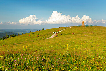 Cows near Bismarck Memorial on Seebuck peak at Feldberg Mountain, Black Forest, Baden-Wurttemberg, Germany, Europe