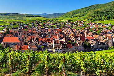 Riquewhir surrounded by vineyards, Alsace, Alsatian Wine Route, Haut-Rhin, France, Europe