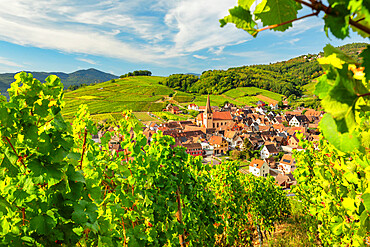 Niedermorschwihr, Alsace, Alsatian Wine Route, Haut-Rhin, France, Europe