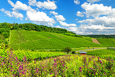 Vineyards at Galgenberg Mountain, Heilbronn, Baden-Wurttemberg, Germany, Europe