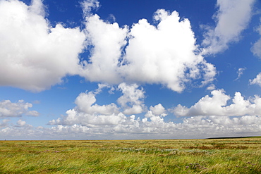 Salt meadow (salt marshes), Westerhever, Wadden Sea National Park, Eiderstedt Peninsula, Schleswig Holstein, Germany, Europe