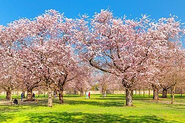 Cherry blossom in the Baroque Garden of Schloss Schwetzingen Castle, Schwetzingen, Baden-Wurttemberg, Germany