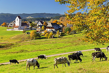 Lenzkirch-Saig in autumn, Black Forest, Baden-Wurttemberg, Germany, Europe