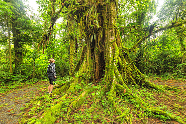 Rain forest near Catarata del Toro, waterfall, Alajuela, Costa Rica, Central America