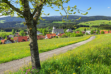 View from Breitnau to Feldberg Mountain, Black Forest, Baden-Wurttemberg, Germany, Europe