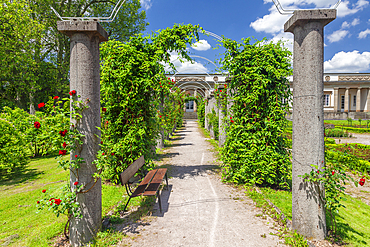 Rose garden at Rosenstein Palace, Rosenstein Park, Stuttgart, Baden-Wurttemberg, Germany, Europe