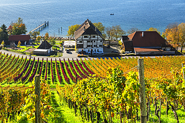 Winery Haltnau, with vineyards in autumn, Lake Constance, Meersburg, Upper Swabia, Baden-Wurttemberg, Germany, Europe