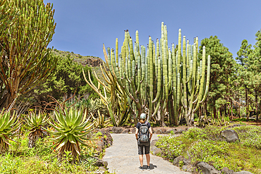 Botanical garden Jardin Canario Viera y Clavijo, near Las Palmas de Gran Canaria, Gran Canaria, Canary Islands, Spain, Atlantic, Europe