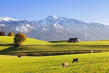 Prealps landscape with a cottage and cows, Fussen, Ostallgau, Allgau, Allgau Alps, Bavaria, Germany, Europe