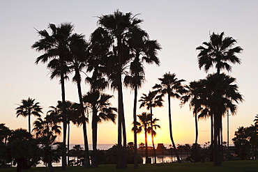 Palm trees at sunset, Playa de Los Amadores, Gran Canaria, Canary Islands, Spain, Atlantic, Europe