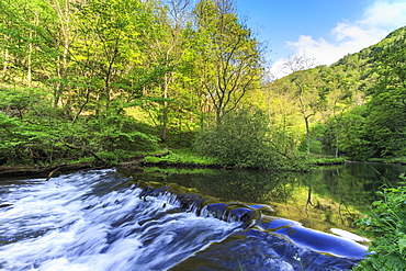 River Wye with weir runs through verdant wood in Millers Dale, reflections in calm water, Peak District, Derbyshire, England, United Kingdom, Europe