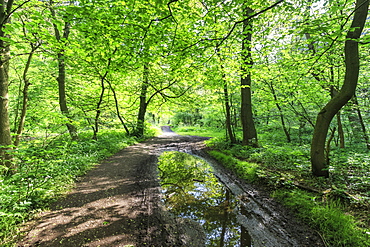 Trees in spring leaf provide canopy over hiking path with puddle reflections, Millers Dale, Peak District, Derbyshire, England, United Kingdom, Europe