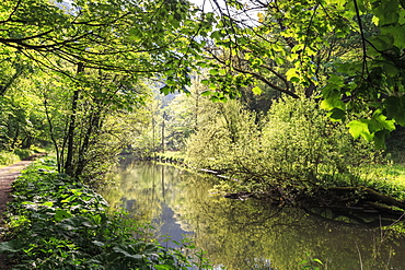 River Wye lined by trees in spring leaf with riverside track, reflections in calm water, Millers Dale, Peak District, Derbyshire, England, United Kingdom, Europe