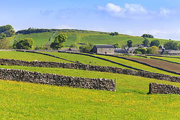 Typical spring landscape of village, cattle, fields, dry stone walls and hills, May, Litton, Peak District, Derbyshire, England, United Kingdom, Europe