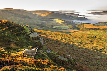 Sheep, valley with temperature inversion fog, Stanage Edge, Peak District National Park, autumn heather, Derbyshire, England, United Kingdom, Europe