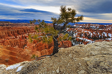 Rim tree and hoodoos with a cloudy winter's sunrise, Rim Trail near Inspiration Point, Bryce Canyon National Park, Utah, United States of America, North America