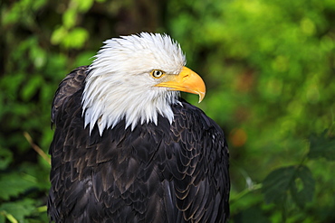 Bald eagle (Haliaeetus leucocephalus) portrait, Alaska Raptor Rehabilitation Center, Sitka, Baranof Island, Alaska, United States of America, North America