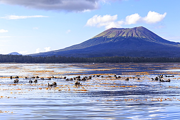 Sea otters (Enhyrda lutris), endangered species, and Mount Edgecumbe, extinct volcano, Sitka Sound, Sitka, Southeast Alaska, United States of America, North America