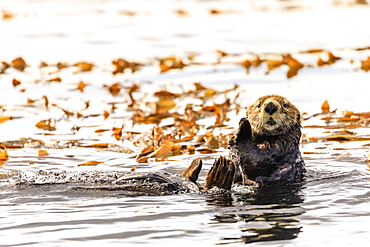 Sea otter (Enhyrda lutris), endangered species, calm waters of Sitka Sound, Sitka, Northern Panhandle, Southeast Alaska, United States of America, North America