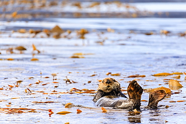 Sea otter (Enhyrda lutris), endangered species, calm waters of Sitka Sound, Sitka, Northern Panhandle, Southeast Alaska, United States of America, North America