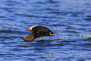 Tufted puffin (Fratercula cirrhata) in flight over the sea, with catch, Sitka Sound, Sitka, Southeast Alaska, United States of America, North America