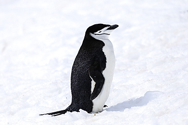 Chinstrap penguin (Pygoscelis antarcticus) in the snow, Half Moon Island, South Shetland Islands, Antarctica, Polar Regions