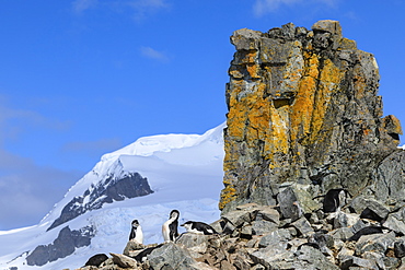 Chinstrap penguins (Pygoscelis antarcticus) at a spectacular craggy colony, Half Moon Island, South Shetland Islands, Antarctica, Polar Regions