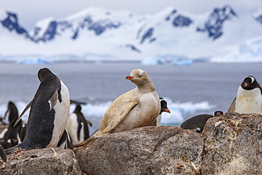 Rare leucistic gentoo penguin (Pygoscelis papua) in a colony, Gonzalez Videla Station, Waterboat Point, Paradise Bay, Antarctica, Polar Regions