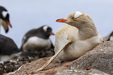 Rare leucistic gentoo penguin (Pygoscelis papua), Gonzalez Videla Station, Waterboat Point, Paradise Bay, Antarctica, Polar Regions