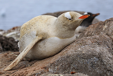 Rare leucistic gentoo penguin (Pygoscelis papua), Gonzalez Videla Station, Waterboat Point, Paradise Bay, Antarctica, Polar Regions